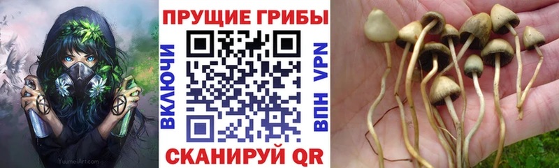 купить наркотик  Арсеньев  Галлюциногенные грибы Psilocybe 